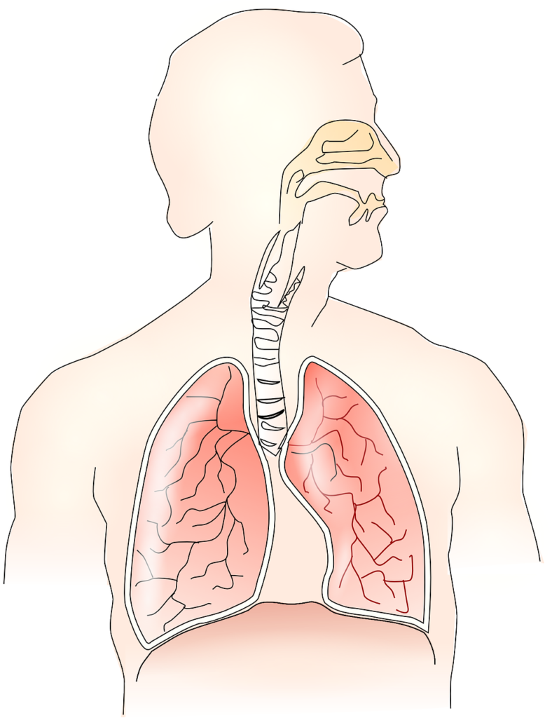 anatomy, lungs, breathing-145696.jpg